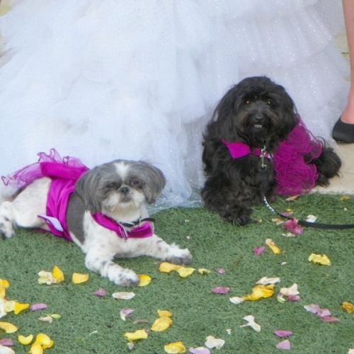 Wedding 5 6